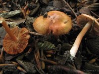 Inocybe godeyi - orangerødmende trævlhat