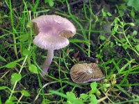 Inocybe lilacina -  lilla trævlhat