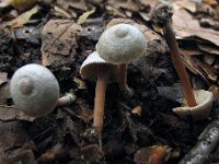 Inocybe petiginosa -  liden trævlhat