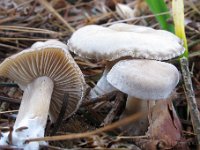 Leucocybe - tragthat, gråblad