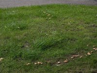 Marasmius oreades - Elledans-bruskhat : elledans-bruskhat