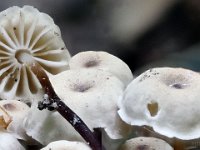 Marasmius, Marasmiellus - bruskhat