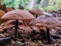 Macrocystidia cucumis - Agurkehat  Forstbotanisk Have, Aarhus, nov. 2015 Syn.: Naucoria cucumis : agurkehat