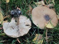 melBrev : svampe