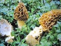 Morchella escunlenta0 : dias