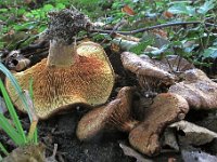 Paxillus - netbladhat