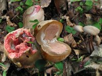 Clathrus archeri - blækspruttesvamp (hekseæg)