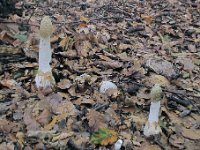 Phallus impudicus - almindelig stinksvamp : svampe
