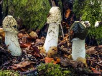 Phallus impudicus - almindelig stinksvamp 