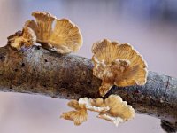 Plicatura crispa - krusblad : svampe