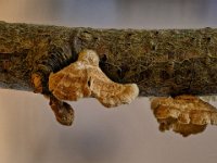 Plicatura crispa - krusblad : svampe