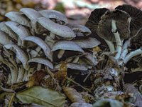Psathyrella leucotephra - Askehvid mørkhat : askehvid mørkhat