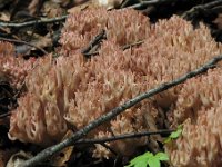 Ramaria-botrytis---Drue-koralsvamp