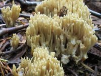 Ramaria-eumorpha---Gran-koralsvamp