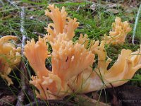 Ramaria-fagetorum---Abrikos-koralsvamp