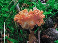 ramfag 3 20080905