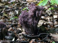 Ramaria-fennica---Violet-koralsvamp