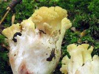 Ramaria-sanguinea---Blodplettet-koralsvamp