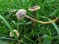 Ricknella schwartzii