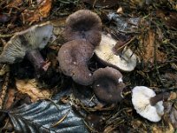 Rugosomyces obscurissimus : svampe