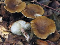 Calocybe obscurissima - Mørk fagerhat 