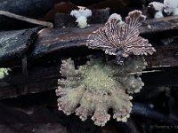 Schizophyllum commune - Kløvblad : svampe