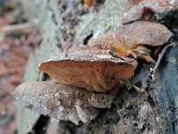 Sarcomyxa serotina - Gummihat  Syn.: Panellus serotinus , Pleurotus serotinus, Pleurotus serotinus var. flaccidus : svampe