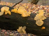 Tremella mesenterica - gul bævresvamp  [#Beginning of Shooting Data Section] Nikon COOLPIX995  Focal Length: 15.7mm  White Balance: Cloudy  Digital Zoom Ratio: 1.00  2005/11/04 13:23:03  Exposure Mode: Manual  AF Mode: AF-C  Saturation comp: 0  JPEG (8-bit) Fine  Metering Mode: Partial  Tone Comp.: Auto  Sharpening: Normal  Image Size: 2048 x 1536  1/4 sec - F/9.8  Flash Sync Mode: Not Attached  Noise Reduction: Off  Color  Exposure Comp.: 0 EV  Converter Lens: None  Sensitivity: ISO 100  [#End of Shooting Data Section]