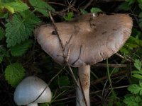 Volvopluteus gloiocephalus - høj posesvamp : Svampe