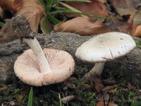 Volvariella pusilla - liden posesvamp 