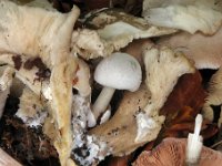 Volvariella surrecta  - snyltende posesvamp 